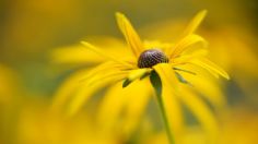 3 plantas medicinales para limpiar el páncreas