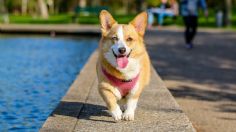 ¡Cuida a tus perros!; esto es lo que pasa si les cortas el pelo en temporada de calor