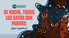 Frase Mexicana: "De noche, todos los gatos son pardos", descubre su origen y qué significa