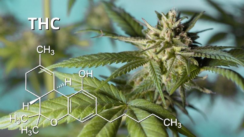 NIH destaca que la FDA aprobó diversas sustancias del THC.