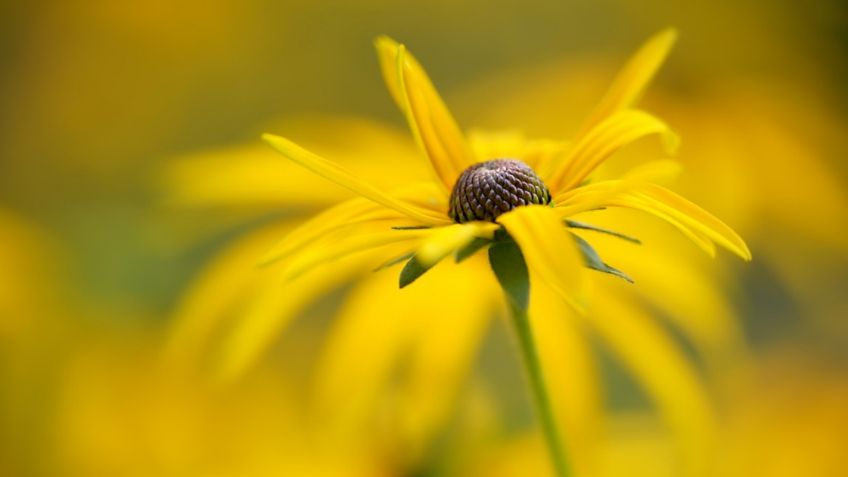 3 plantas medicinales para limpiar el páncreas