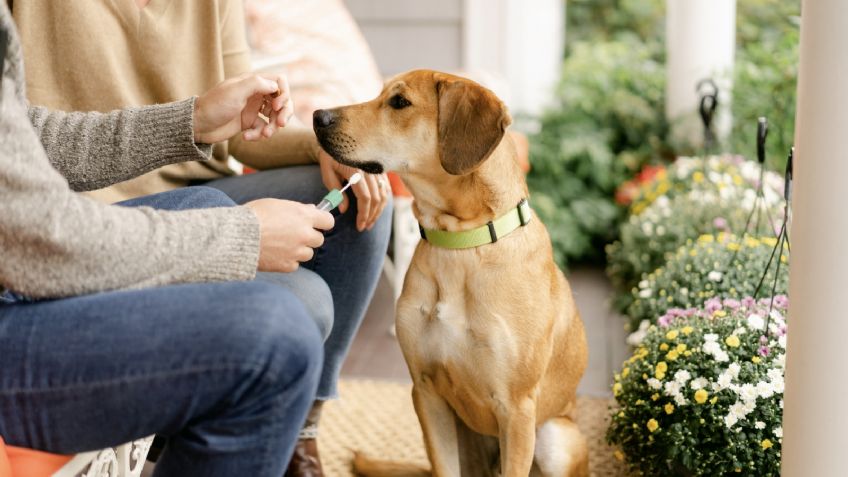 ¿Cómo saber la raza de mi perro? 5 pasos para saberlo exactamente