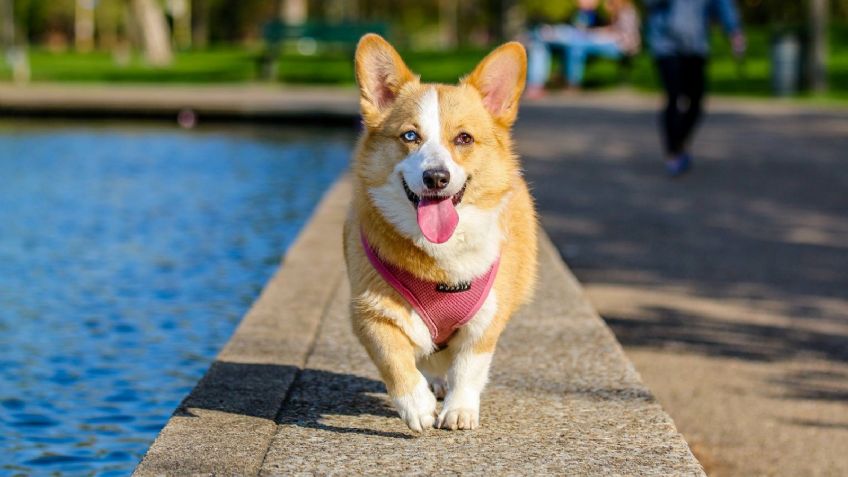 ¡Cuida a tus perros!; esto es lo que pasa si les cortas el pelo en temporada de calor