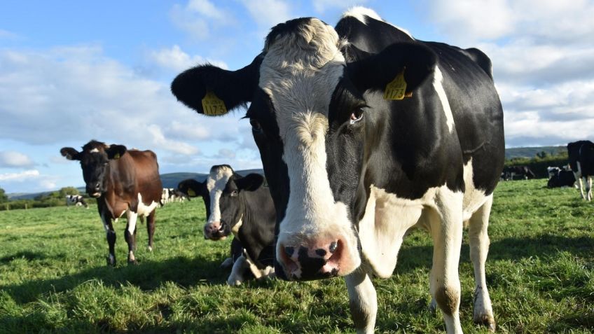 Sader trabaja con productores e industria para garantizar abasto agropecuario