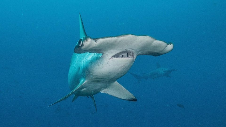 El tiburón martillo es una especia en peligro de extinción, ya que es presa de los pescadores.