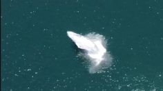 ¡Hermoso espectáculo natural! Ballena jorobada es captada en pleno centro de Manzanillo | VIDEO