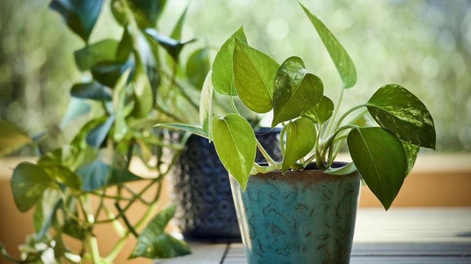 Esta planta hará que te olvides de los mosquiteros