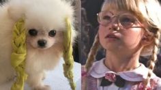 Perritos recrean escena icónica de 'Matilda' y el VIDEO se viraliza