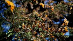 Protegen el vuelo de las mariposas monarcas