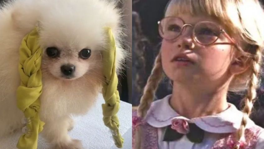 Perritos recrean escena icónica de 'Matilda' y el VIDEO se viraliza