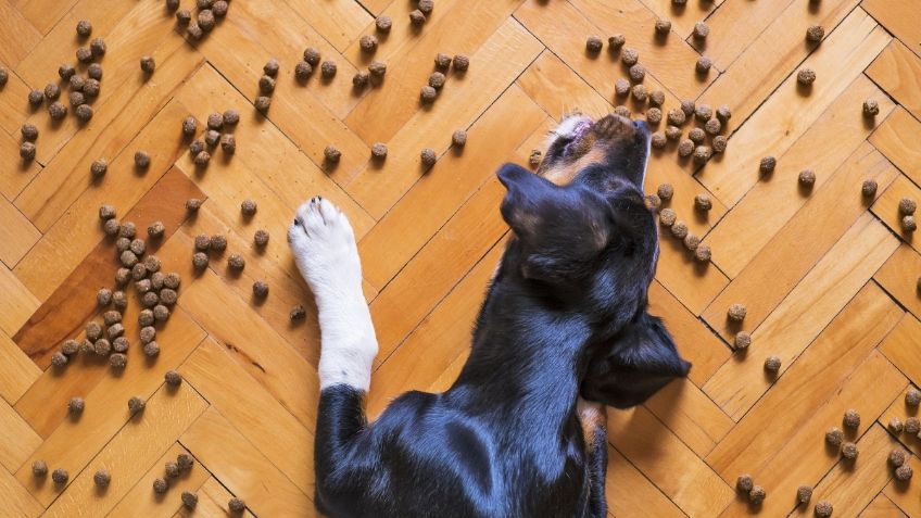 ¿Dieta vegana para perros? Estudio de la Universidad de Winchester sugiere que sería una mejor opción que la carne