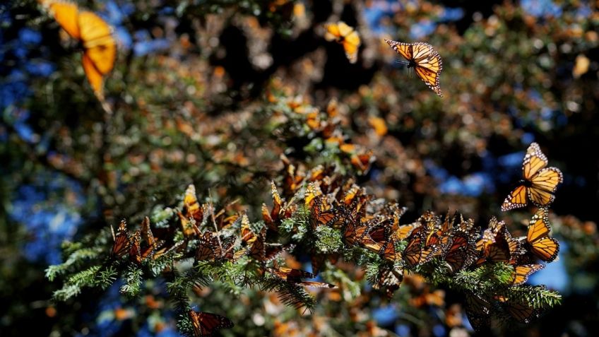 Protegen el vuelo de las mariposas monarcas