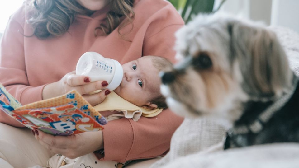 La interacción entre tu perro y tu bebé es fundamental en los primeros días; así puedes presentarlos.