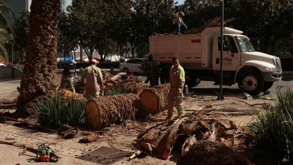 Las autoridades retirarán este árbol el fin de semana.