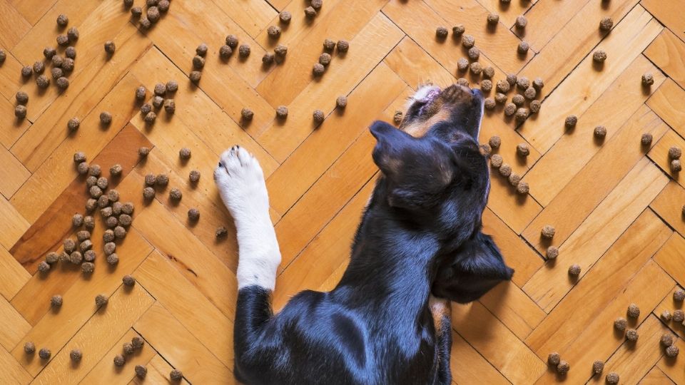 Según un reciente estudio, los perros pueden seguir una dieta vegana siempre y cuando cumpla con los requerimientos nutricionales