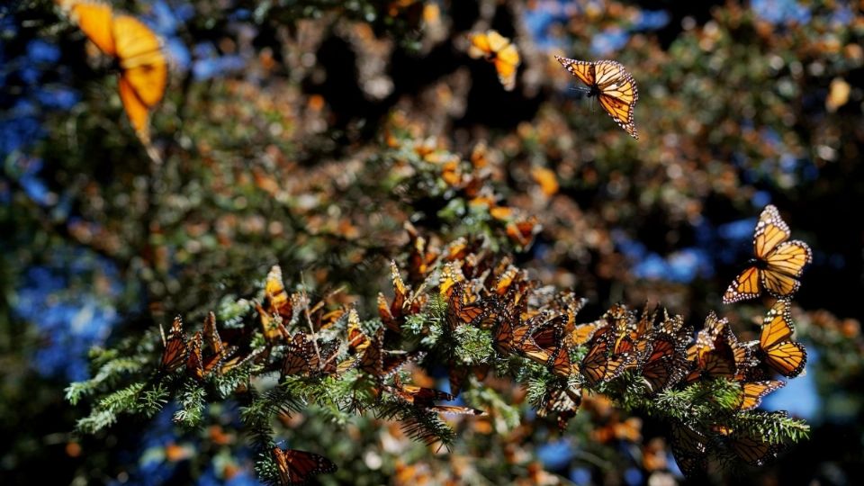 Desde 2019 se vio un repunte en el desarrollo de mariposas