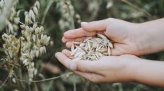 ¿La avena inflama el estómago?