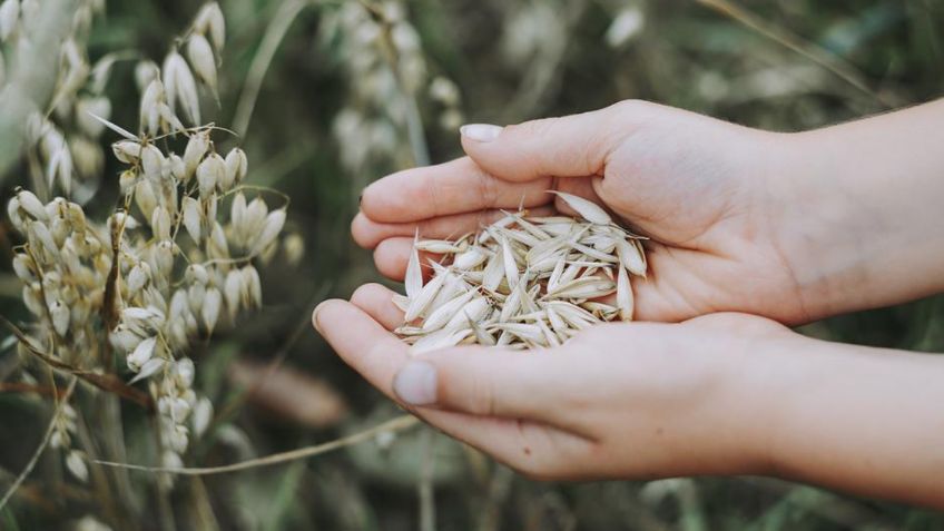 ¿La avena inflama el estómago?