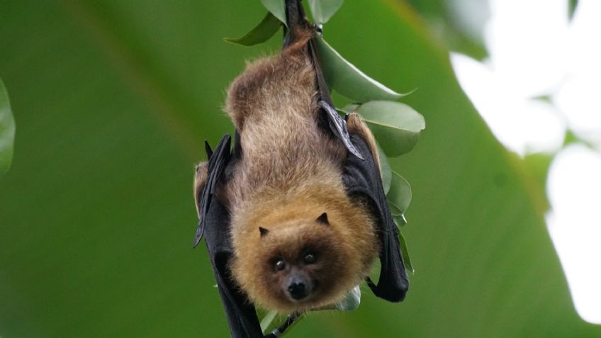 Hombre muere tras ser mordido por un murciélago; esta enfermedad le produjo