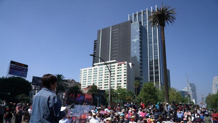 Árbol que suplantará a la palma de Reforma será plantado en un mes