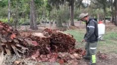 La Palma de Paseo de la Reforma ya está siendo tratada en el vivero de Nezahualcóyotl