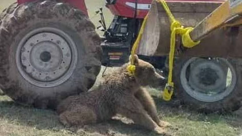 Apalean a un oso hasta la muerte: le quebraron la espina dorsal con un tractor