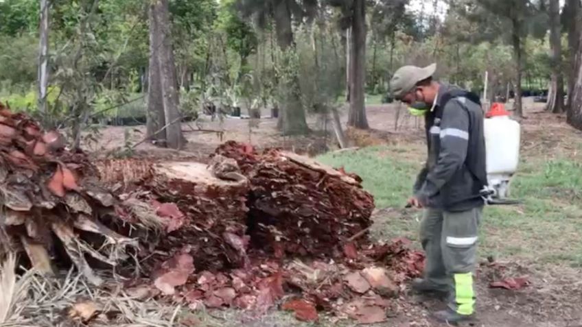 La Palma de Paseo de la Reforma ya está siendo tratada en el vivero de Nezahualcóyotl