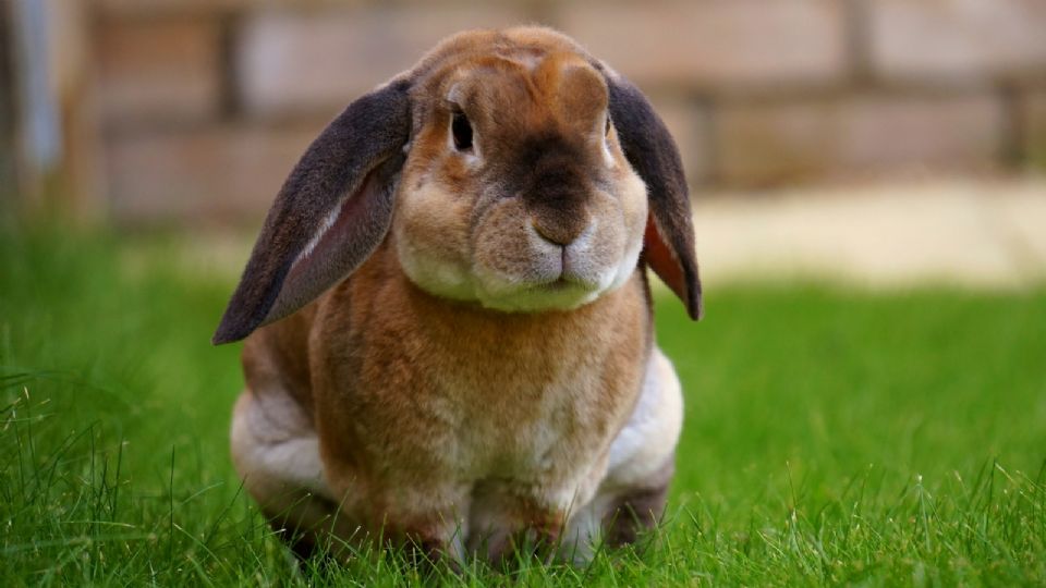 Si tienes un conejo en casa debes evitar que coman estas plantas o les podría costar la vida.