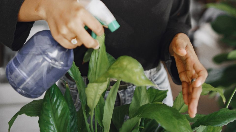 Las horas en las que está el Sol no son las mejores para regar las plantas.