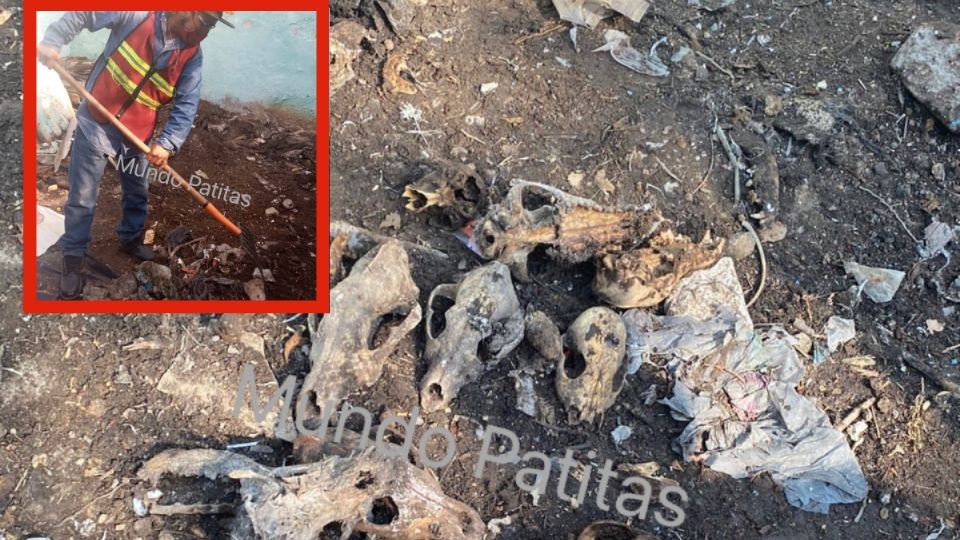 Encontraron restos de perro dentro del inmueble. FOTOS TW: MundoPatitas