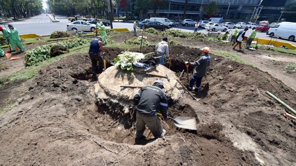 CICLOS. Trabajadores limpian el nicho donde fue retirada la palmera