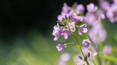 3 plantas medicinales perfectas para la incontinencia urinaria