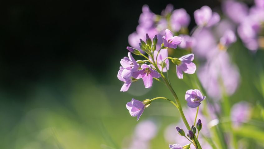 3 plantas medicinales perfectas para la incontinencia urinaria