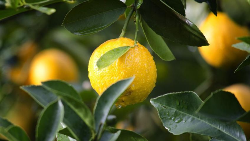 ¿Qué pasa si como limón todos los días?