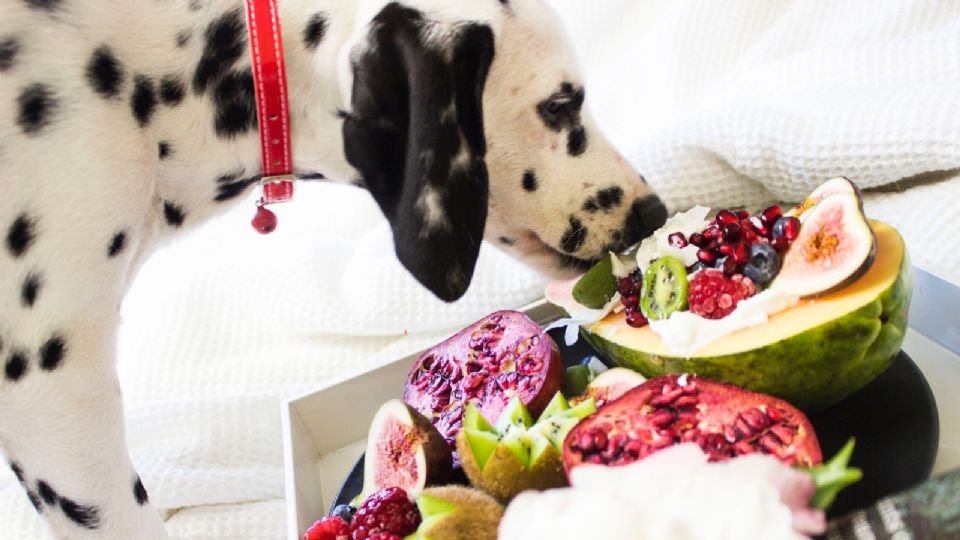 Los perros deben evitar comer ciertas frutas o sufrirán intoxicación y daños en algunos órganos.