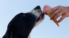 5 alimentos que puedes compartir con tu perro y cuidar de su salud