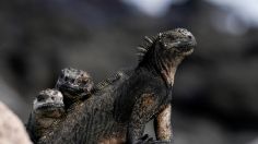 Cerca del 21% de los reptiles están en riesgo de extinción, ¿qué consecuencias tendría su desaparición?