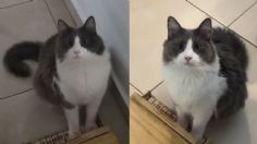 Limón, el gatito pianista que conquista en TikTok con su talento | VIDEO