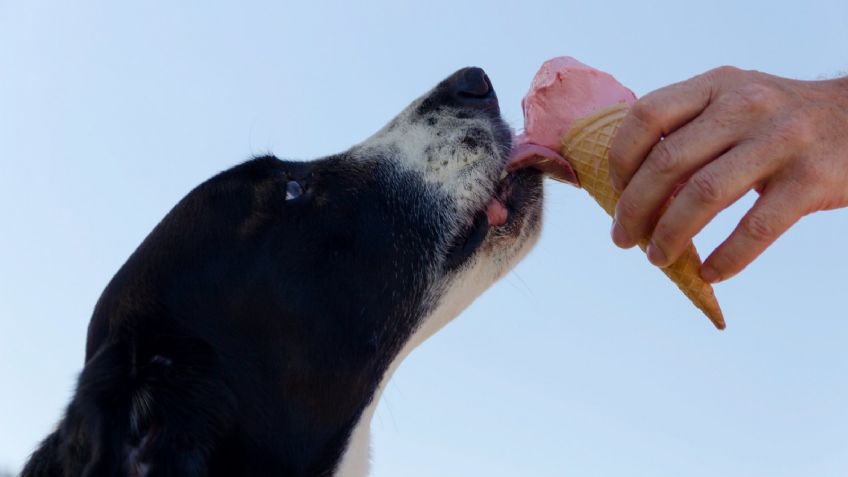 5 alimentos que puedes compartir con tu perro y cuidar de su salud