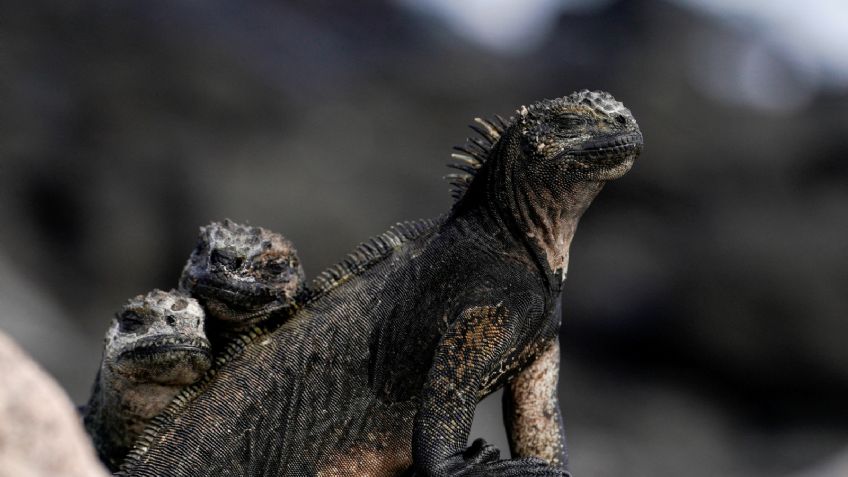 Cerca del 21% de los reptiles están en riesgo de extinción, ¿qué consecuencias tendría su desaparición?