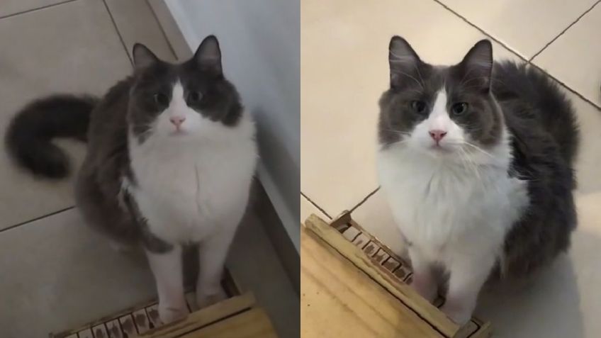 Limón, el gatito pianista que conquista en TikTok con su talento | VIDEO