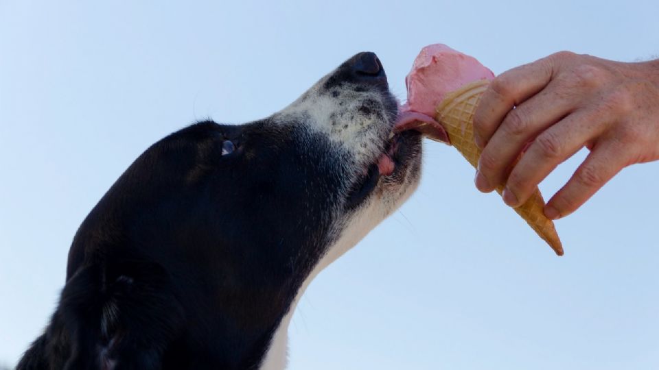 Descubre qué alimentos pueden fortalecer la salud de tu perro para prevenir enfermedades; muchos de ellos los comes tú.