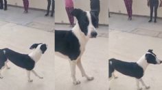 Perrito callejero se une a clase fitness y rompe las redes con su talento para imitar la rutina: FOTOS