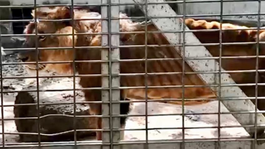 La desgarradora foto de leones hambrientos y en los huesos en un "zoológico del terror"