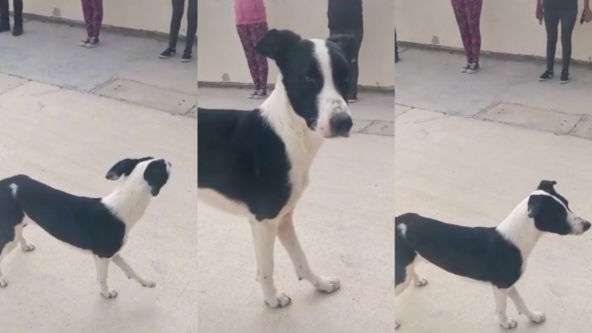 Perrito callejero se une a clase fitness y rompe las redes con su talento para imitar la rutina: FOTOS