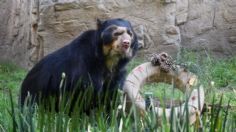 Fallece Carlos, uno de los osos de anteojos más longevos del Zoológico de Chapultepec