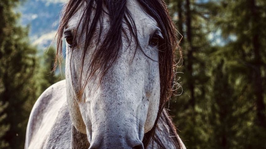 ¿Eres amable, sincero, impetuoso, tranquilo o introvertido? Escoge un caballo y descúbrelo en este test