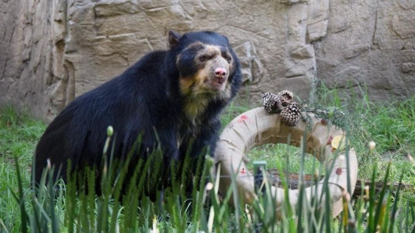 Fallece Carlos, uno de los osos de anteojos más longevos del Zoológico de Chapultepec