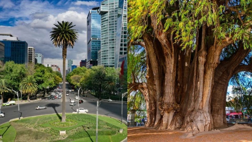 Palma canaria, Jacaranda, Ahuehuete son algunas de las opciones.