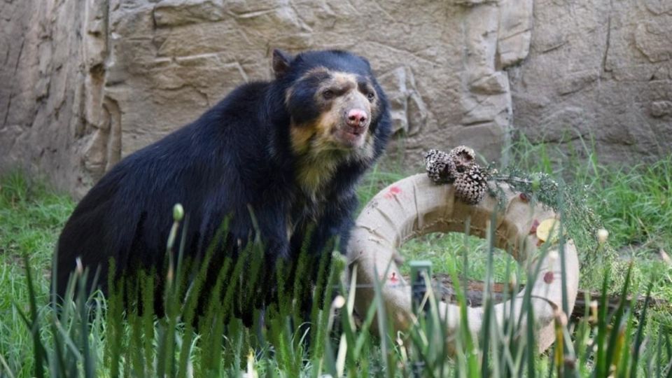 Era considerado un animal geriátrico